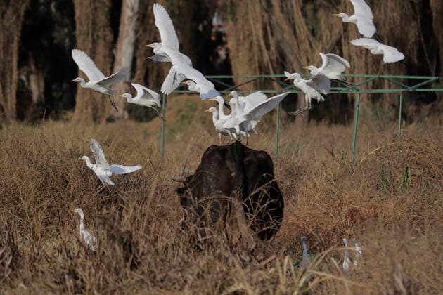 Mexiko, See in Tlahuac komplett ausgetrocknet Tlahuac Forest Lake Dries Up Several birds pose on a bull in the middle of Lake Bosque de Tlahuac, which is completely dry due to the earthquake in 2017 that generated cracks and the escape of millions of liters of water, causing the disappearance of some marine species and the activity of migratory birds. Mexico City Mexico City Mexico  Copyright: xGerardoxVieyrax originalFilename:vieyra-notitle211217_npm4E.jpg