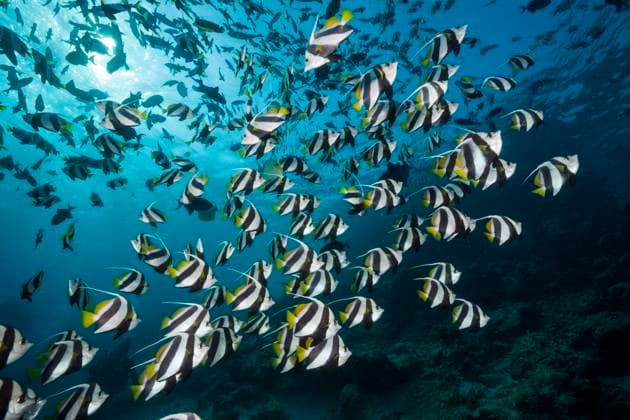IMAGO Nature: Unsere Erde, Tiere, Gestreifte Tierarten Schwarm Wimpelfische, Heniochus diphreutes, Nord Male Atoll, Indischer Ozean, Malediven Shoal of Pennant Bannerfish, Heniochus diphreutes, North Male Atoll, Indian Ocean, Maldives Wimpelfisch, Malediven *** Shoal of Pennant Bannerfish, Heniochus diphreutes, North Male Atoll, Indian Ocean, Maldives Shoal of Pennant Bannerfish, Heniochus diphreutes, North Male Atoll, Indian Ocean, Maldives Pennantfish, Maldives 