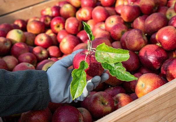 Apfelernte - Erntehelfer hält repräsentativ einen gepflückten Aüpfel vor einer mit Äpfeln gefüllten Erntekiste hoch. Gesundes Obst aus regionaler Erzeugung, Apfelanbau in der Region Weser-Ems. Landwirtschaftliches Symbolfoto. Region Weser-Ems Niedersachsen Deutschland *** Apple harvest Harvest worker holds up a picked apple in front of a harvest box filled with apples Healthy fruit from regional production, apple cultivation in the Weser Ems region Agricultural symbol photo Weser Ems region Lower Saxony Germany