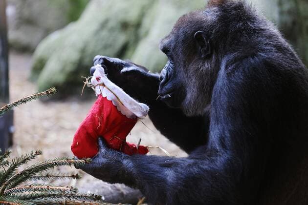 With the ?big day? fast approaching, and with more than 1,000 animals in their care, the expert Zookeepers at Chessington World of Adventures Resort has been treating some of their residents to some festive delights. The Zoo team are always looking at ways to create engaging and innovative enrichment activities, this year includes gifting their Western Lowland gorillas with a 6ft tailored Christmas tree, carefully decorated with pepper and aubergine trimmings, and there are sprouts on the menu as Southern white rhino tuck into the Christmas dinner staple that is definitely to their liking. While elsewhere at the Surrey Resort, their tower of Rothschild giraffes ?necked? the halls with their own edible wreaths made from boughs of h Copyright: xJoexPepler PinPepx 51030209 EDITORIAL USE ONLY. NOT FOR USE BY NEWSPAPERS BASED IN THE UK.