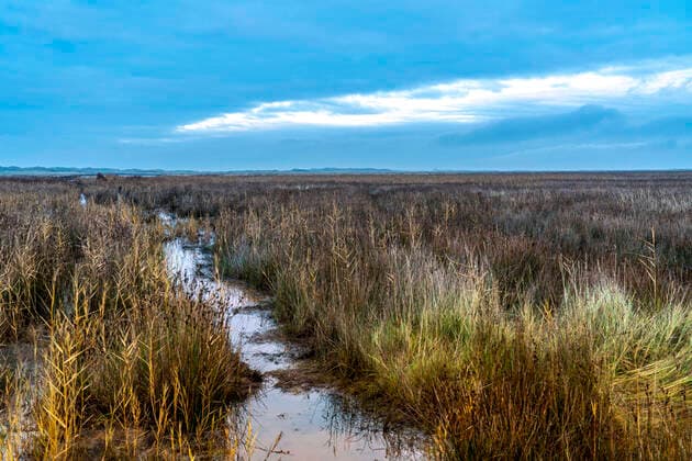IMAGO Nature: Unsere Erde, Pflanzen: Bedrohte Planzenarten in Deutschland Ostfriesische Nordsee Insel Spiekeroog, Nationalpark Wattenmeer, im Winter, Marschlandschaft im Osten der Insel, Spiekeroog *** East Frisian North Sea island Spiekeroog, Wadden Sea National Park, in winter, marshland in the east of the island, Spiekeroog
