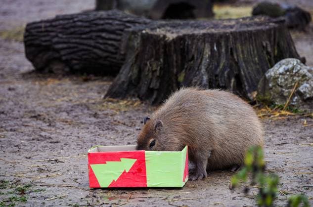 PXL_Zoo Christmas celebration Capybara at the Zagreb Zoo receive gifts with their favorite foods as part of the traditional Christmas celebration, in Zagreb, Croatia, on Decembr 26, 2021. JosipxRegovic PIXSELL