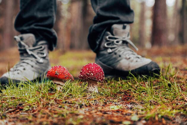 IMAGO Creative, Jahreszeit Herbst, Ferien IMAGO CREATIVE: Jahreszeit Herbst, Herbstanfang IMAGO CREATIVE: Jahreszeit Herbst, Herbstanfang Woman standing in front of fly agarics in forest model released, MRRF01706