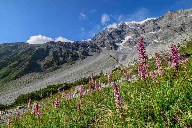 Orchids blooming along mountain ridge in Ortler Alps, ANSF00124
