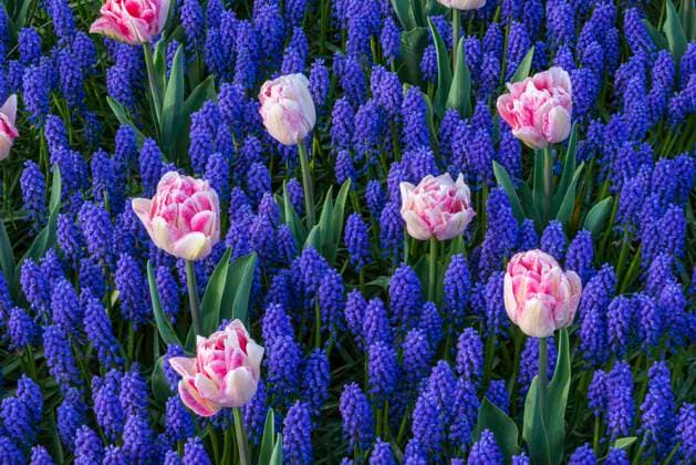 Bed of blooming grape hyacinths and tulips, RUEF03475