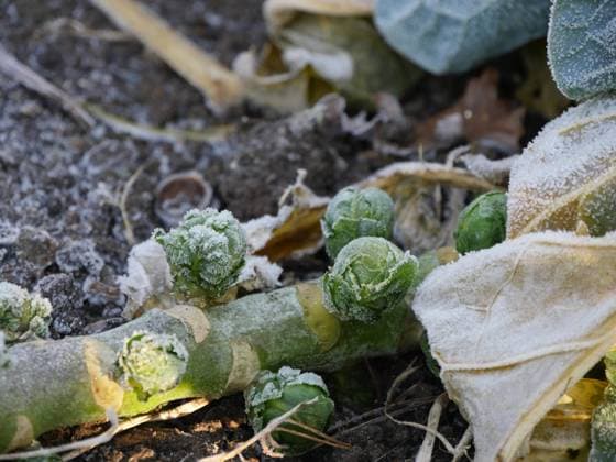 Gefrorener Rosenkohl im Garten *** Frozen Brussels sprouts in the garden 1088813762