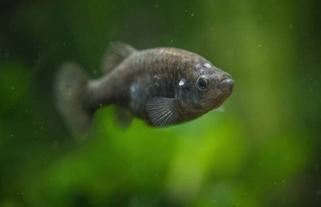 A fish that became extinct in Mexico more than 15 years ago has been reintroduced to its former stronghold. The tequila fish (Zoogoneticus tequila), a small species of goodied fish which grow no bigger than 70mm long, disappeared from the wild completely in 2003 due to the introduction of invasive, exotic fish species and water pollution. Now, conservationists at Chester Zoo and the Michoacana University of Mexico have teamed up to return over 1500 fish to a series of springs in the Teuchitlan River in the state of Jalisco in south west Mexico. The project has been cited as an International Union for the Conservation of Nature (IUCN) case study for successful global reintroductions with Copyright: xx 51038753 EDITORIAL USE ONLY. NOT FOR USE BY NEWSPAPERS BASED IN THE UK.