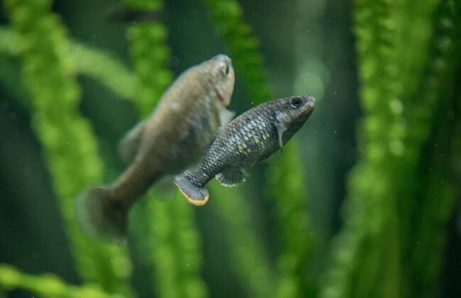 A fish that became extinct in Mexico more than 15 years ago has been reintroduced to its former stronghold. The tequila fish (Zoogoneticus tequila), a small species of goodied fish which grow no bigger than 70mm long, disappeared from the wild completely in 2003 due to the introduction of invasive, exotic fish species and water pollution. Now, conservationists at Chester Zoo and the Michoacana University of Mexico have teamed up to return over 1500 fish to a series of springs in the Teuchitlan River in the state of Jalisco in south west Mexico. The project has been cited as an International Union for the Conservation of Nature (IUCN) case study for successful global reintroductions with Copyright: xx 51038755 EDITORIAL USE ONLY. NOT FOR USE BY NEWSPAPERS BASED IN THE UK.