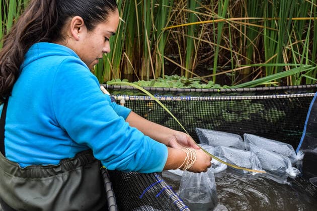 A fish that became extinct in Mexico more than 15 years ago has been reintroduced to its former stronghold. The tequila fish (Zoogoneticus tequila), a small species of goodied fish which grow no bigger than 70mm long, disappeared from the wild completely in 2003 due to the introduction of invasive, exotic fish species and water pollution. Now, conservationists at Chester Zoo and the Michoacana University of Mexico have teamed up to return over 1500 fish to a series of springs in the Teuchitlan River in the state of Jalisco in south west Mexico. The project has been cited as an International Union for the Conservation of Nature (IUCN) case study for successful global reintroductions with Copyright: xx 51038744 EDITORIAL USE ONLY. NOT FOR USE BY NEWSPAPERS BASED IN THE UK.