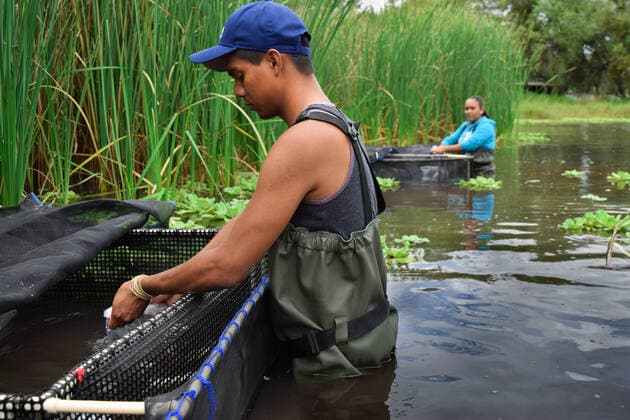 A fish that became extinct in Mexico more than 15 years ago has been reintroduced to its former stronghold. The tequila fish (Zoogoneticus tequila), a small species of goodied fish which grow no bigger than 70mm long, disappeared from the wild completely in 2003 due to the introduction of invasive, exotic fish species and water pollution. Now, conservationists at Chester Zoo and the Michoacana University of Mexico have teamed up to return over 1500 fish to a series of springs in the Teuchitlan River in the state of Jalisco in south west Mexico. The project has been cited as an International Union for the Conservation of Nature (IUCN) case study for successful global reintroductions with Copyright: xx 51038745 EDITORIAL USE ONLY. NOT FOR USE BY NEWSPAPERS BASED IN THE UK.