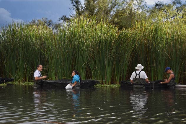 A fish that became extinct in Mexico more than 15 years ago has been reintroduced to its former stronghold. The tequila fish (Zoogoneticus tequila), a small species of goodied fish which grow no bigger than 70mm long, disappeared from the wild completely in 2003 due to the introduction of invasive, exotic fish species and water pollution. Now, conservationists at Chester Zoo and the Michoacana University of Mexico have teamed up to return over 1500 fish to a series of springs in the Teuchitlan River in the state of Jalisco in south west Mexico. The project has been cited as an International Union for the Conservation of Nature (IUCN) case study for successful global reintroductions with Copyright: xx 51038748 EDITORIAL USE ONLY. NOT FOR USE BY NEWSPAPERS BASED IN THE UK.