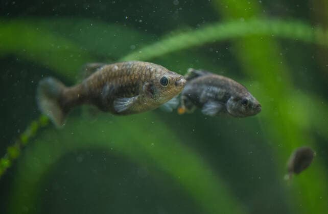 A fish that became extinct in Mexico more than 15 years ago has been reintroduced to its former stronghold. The tequila fish (Zoogoneticus tequila), a small species of goodied fish which grow no bigger than 70mm long, disappeared from the wild completely in 2003 due to the introduction of invasive, exotic fish species and water pollution. Now, conservationists at Chester Zoo and the Michoacana University of Mexico have teamed up to return over 1500 fish to a series of springs in the Teuchitlan River in the state of Jalisco in south west Mexico. The project has been cited as an International Union for the Conservation of Nature (IUCN) case study for successful global reintroductions with Copyright: xx 51038751 EDITORIAL USE ONLY. NOT FOR USE BY NEWSPAPERS BASED IN THE UK.