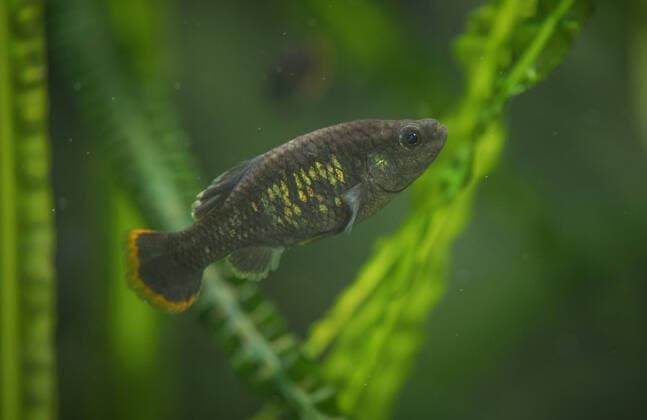 A fish that became extinct in Mexico more than 15 years ago has been reintroduced to its former stronghold. The tequila fish (Zoogoneticus tequila), a small species of goodied fish which grow no bigger than 70mm long, disappeared from the wild completely in 2003 due to the introduction of invasive, exotic fish species and water pollution. Now, conservationists at Chester Zoo and the Michoacana University of Mexico have teamed up to return over 1500 fish to a series of springs in the Teuchitlan River in the state of Jalisco in south west Mexico. The project has been cited as an International Union for the Conservation of Nature (IUCN) case study for successful global reintroductions with Copyright: xx 51038736 EDITORIAL USE ONLY. NOT FOR USE BY NEWSPAPERS BASED IN THE UK.