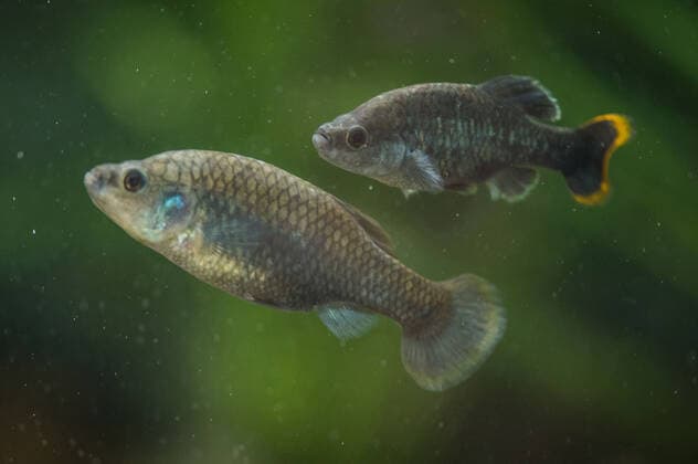 A fish that became extinct in Mexico more than 15 years ago has been reintroduced to its former stronghold. The tequila fish (Zoogoneticus tequila), a small species of goodied fish which grow no bigger than 70mm long, disappeared from the wild completely in 2003 due to the introduction of invasive, exotic fish species and water pollution. Now, conservationists at Chester Zoo and the Michoacana University of Mexico have teamed up to return over 1500 fish to a series of springs in the Teuchitlan River in the state of Jalisco in south west Mexico. The project has been cited as an International Union for the Conservation of Nature (IUCN) case study for successful global reintroductions with Copyright: xx 51038739 EDITORIAL USE ONLY. NOT FOR USE BY NEWSPAPERS BASED IN THE UK.