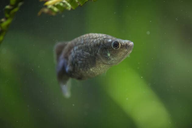 A fish that became extinct in Mexico more than 15 years ago has been reintroduced to its former stronghold. The tequila fish (Zoogoneticus tequila), a small species of goodied fish which grow no bigger than 70mm long, disappeared from the wild completely in 2003 due to the introduction of invasive, exotic fish species and water pollution. Now, conservationists at Chester Zoo and the Michoacana University of Mexico have teamed up to return over 1500 fish to a series of springs in the Teuchitlan River in the state of Jalisco in south west Mexico. The project has been cited as an International Union for the Conservation of Nature (IUCN) case study for successful global reintroductions with Copyright: xx 51038731 EDITORIAL USE ONLY. NOT FOR USE BY NEWSPAPERS BASED IN THE UK.