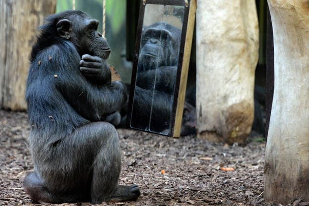 Bilder des Jahres 2021, Entertainment 12 Dezember Entertainment Bilder des Tages December 29, 2021, Dvur Kralove nad Labem, Czech Republic: Chimpanzee looks at the mirror at Safari Park Dvur Kralove nad Labem in the Czech Republic. Chimpanzee love looking in the mirror and copying the latest trends. Dvur Kralove nad Labem Czech Republic - ZUMAr156 20211229_zap_r156_007 Copyright: xSlavekxRutax