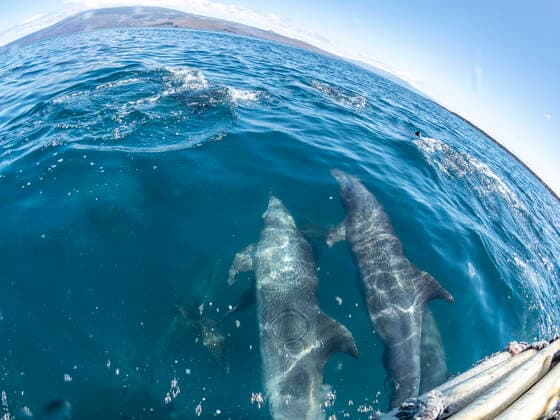 IMAGO Creative: Welttourismustag am 27. September Adult bottlenose dolphins (Tursiops truncatus), bow riding near Fernandina Island, Galapagos, Ecuador, South America Copyright: MichaelxNolan 1112-6271