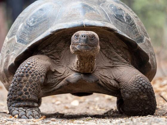 IMAGO Nature: Unsere Erde, Naturschutz, Naturschutzgebiete in S?damerika A Galapagos giant tortoise (Chelonoidis spp) in Urbina Bay, Isabela Island, Galapagos, Ecuador, South America Copyright: MichaelxNolan 1112-6297