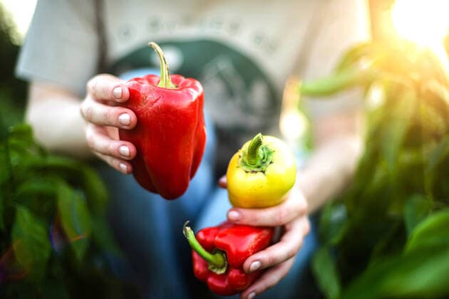 Woman Harvests Peppers From Her Garden Texas City, Texas, United States CR_INCH211222-888433-01 ,model released, Symbolfoto