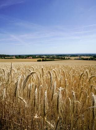 Wunderschöne Sommerlandschaft mit leuchtenden Getreidefeldern bis zum weiten Horizont, Hochformat. Goldgelbe, weite Getreidefelder eingerahmt in einer sommerlichen Landschaft. Gut geeignetes Hintergrundmotiv für Backwaren, Getreideerzeugnisse und als Themenfoto für nachhaltige Landwirtschaft. Landwirtschaftliches Symbolfoto. Region Weser-Ems Niedersachsen Deutschland *** Beautiful summer landscape with bright grain fields to the far horizon, portrait format Golden yellow, wide grain fields framed in a summer landscape Well suited background motif for baked goods, grain products and as a theme photo for sustainable agriculture Agricultural symbol photo Region Weser Ems Lower Saxony Germany