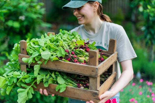 Woman harvests radish from her garden Texas City, Texas, United States CR_INCH220104-891421-01 ,model released, Symbolfoto