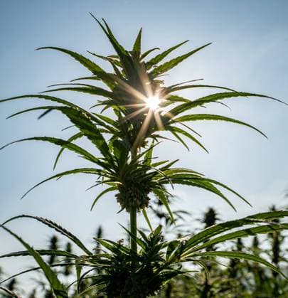 Freigabe von Cannabis - Anbau von Nutzhanf auf deutschen Feldern, Symbolfoto. Hanfanbau, Feld mit hochgewachsenem Nutzhanf bei Sonnenschein und strahlend, blauem Himmel. Aufnahme aus der Froschperspektive. Nutzhanf wie dieser mit einem Fasergehalt von bis zu 40% wird vorrangig für die Gewinnung von Hanffasern oder von Hanfssamen angebaut, nicht zu verwechseln mit in Lizenz angebautem Hanf für medizinische Zwecke. Region Weser-Ems Niedersachsen Deutschland *** Release of Cannabis Cultivation of commercial hemp in German fields, symbol photo hemp cultivation, field with tall commercial hemp in sunshine and bright blue sky shot from the frog perspective Commercial hemp like this with a fiber content of up to 40 is primarily grown for the ex