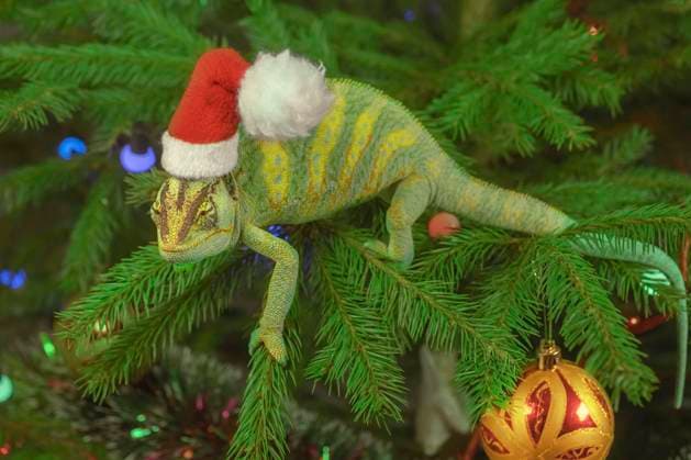 Jemenchamäleon (Chamaeleo calyptratus) in einer roten Mütze sitzt auf einem Weihnachtsbaum. Chamäleon mit Weihnachtsmannmütze sitzt auf dem Weihnachtsbaum. Odessa, Ukraine, Europa *** Yemen chameleon Chamaeleo calyptratus in a red cap sits on a Christmas tree Chameleon with Santa hat sits on the Christmas tree Odessa, Ukraine, Europe Copyright: imageBROKER AndreyxNekrasov ibxaaa07204534.jpg