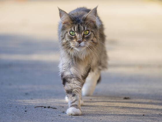 A cute tabby cat walking on the street, sunny day in winter, Vienna (Austria) Floridsdorf Austria