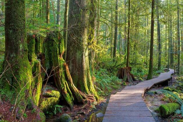 Hiking Trail Through Forest in Lynn Canyon Park, 25.09.2021, Copyright: xDavidgnx Panthermedia23518152