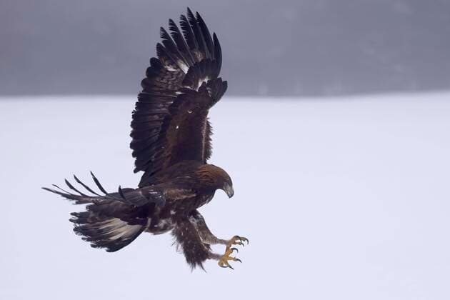  Steinadler (Aquila chrysaetos) fliegt , Tschechien, Europa *** Golden eagle Aquila chrysaetos flies , Czech Republic, Europe Copyright: imageBROKER/RonaldxWittek ibxron07220036.jpg
