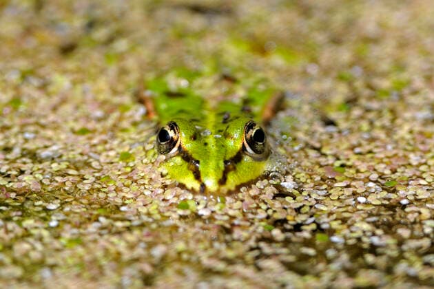 Kleiner Teichfrosch, Kleiner Gruenfrosch, Kleiner Wasserfrosch, Tuempelfrosch (Rana lessonae, Pelophylax lessonae), in einem Teich, Deutschland Pool frog, Little waterfrog (Rana lessonae, Pelophylax lessonae), in a pond, Germany BLWS659918 *** Little water frog Rana lessonae, Pelophylax lessonae , in a pond, Germany Pool frog, Little water frog Rana lessonae, Pelophylax lessonae , in a pond, Germany BLWS659918 Copyright: xblickwinkel McPHOTO I.xSchulzx