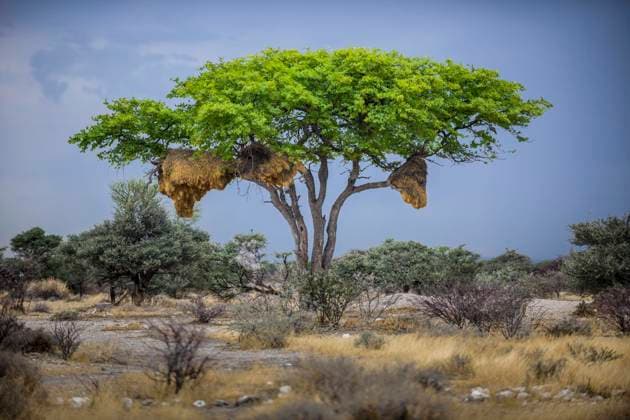 Creative Highlights World Baum mit Nest von Siedelwebervögeln (Philetairus socius), Etosha National Park, Namibia, Afrika *** Tree with nest of boiling weaver birds Philetairus socius , Etosha National Park, Namibia, Africa Copyright: imageBROKER MatthiasxGraben ibxdrn07225936.jpg