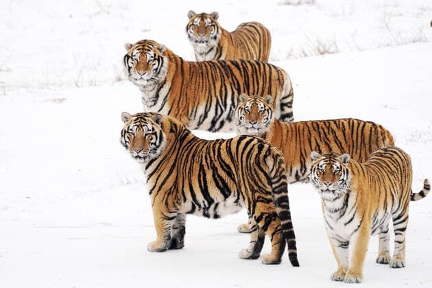 Bilder des Jahres 2022, Entertainment 01 Januar Entertainment Themen der Woche KW02 Entertainment Bilder des Tages News Bilder des Tages (220116) -- HARBIN, Jan. 16, 2022 -- Photo taken on Jan. 15, 2022 shows Siberian tigers at the Siberian Tiger Park in northeast China s Heilongjiang Province. ) CHINA-HEILONGJIANG-SIBERIAN TIGERS (CN) WangxJianwei 