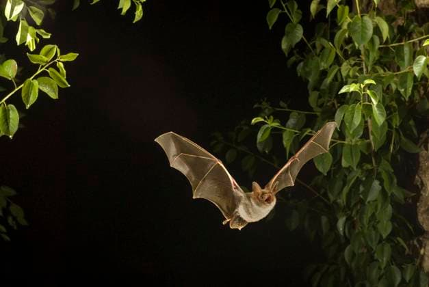 Großes Mausohr (Myotis myotis) im Jagdflug nach Insekten, Nordrhein-Westfalen, Deutschland, Europa *** Greater mouse-eared bat Myotis myotis in hunting flight for insects, North Rhine-Westphalia, Germany, Europe Copyright: imageBROKER DieterxMahlke ibxdim07218725.jpg