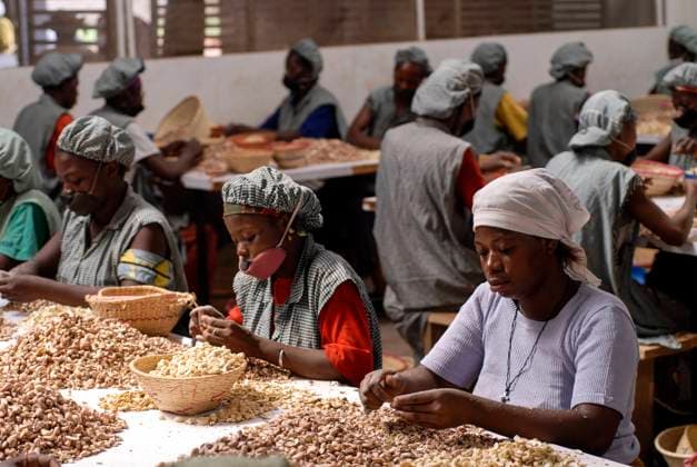 Burkina Faso, processing of Cashew kernel BURKINA FASO, Banfora , Sotria B Sarl factory for cashew kernel processing, women peel, clean and sort cashew nuts *** Fabrik zur Verarbeitung von Kaschukerne , Frauen schaelen und sortieren Kaschu Nuesse Banfora Burkina Faso