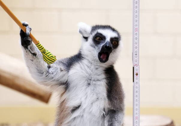 Bilder des Jahres 2022, Entertainment 01 Januar Entertainment Themen der Woche KW03 Entertainment Bilder des Tages Inventur im Thueringer Zoopark Erfurt 18.01.2022, Erfurt, Thueringer Zoopark, Inventur, Elefanten, Kattas und Nashoerner werden gezaehlt und vermessen im Bild: Katta wird mit Zollstock vermessen *** Inventory in the Thueringer Zoopark Erfurt 18 01 2022, Erfurt, Thueringer Zoopark, inventory, elephants, calicoes and rhinoceroses are counted and measured in the picture calico is measured with folding rule