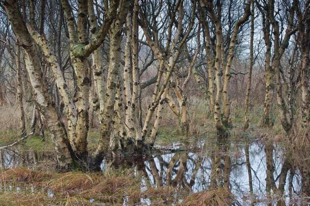 Birkenstämme (Betula pubescens), Langeoog, Niedersachsen, Deutschland, Europa Copyright: imageBROKER/ErhardxNerger ibxenh07237699.jpg