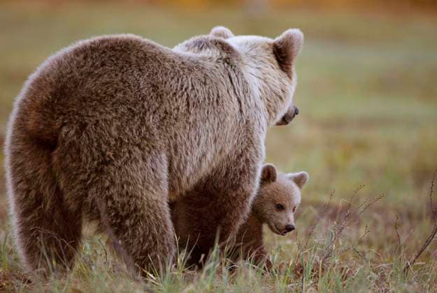 Europaeischer Braunbaer, Braunbaer, Braun-Baer (Ursus arctos arctos), Braunbaerin mit einem Baerenkind im Gras, Finnland, Kuusamo, Kuhmo European brown bear (Ursus arctos arctos), brown bearess with one cub in the grass, Finland, Kuusamo, Kuhmo BLWS660554 *** European brown bear, brown bear Ursus arctos arctos , brown bearess with one cub in the grass, Finland, Kuusamo, Kuhmo European brown bear Ursus arctos arctos , brown bearess with one cub in the grass, Finland, Kuusamo, Kuhmo BLWS660554 Copyright: xblickwinkel W.xPattynx