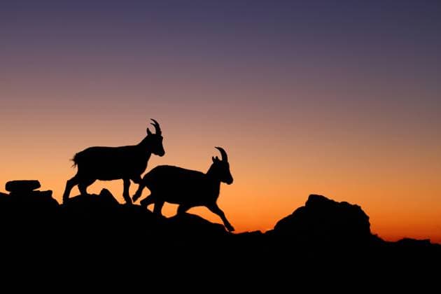 Creative Highlights World Alpen-Steinbock, Alpensteinbock (Capra ibex, Capra ibex ibex), zwei Alpen-Steingeisse laufen bei Sonnenuntergang an einer Hangkante, Silhouette, Schweiz, Berner Oberland, Beatenberg Alpine ibex (Capra ibex, Capra ibex ibex), two female Alpine ibexes walking on a slope side at sunset, silhouette , Switzerland, Bernese Oberland, Beatenberg BLWS660651 *** Alpine ibex Capra ibex, Capra ibex ibex , two female Alpine ibexes walking on a slope side at sunset, silhouette , Switzerland, Bernese Oberland, Beatenberg Alpine ibex Capra ibex, Capra ibex ibex , two female Alpine ibexes walking on a slope side at sunset, silhouette , Switzerland, Bernese Oberland, Beatenberg BLWS660651 Copyright: xblickwinkel M.xWoikex