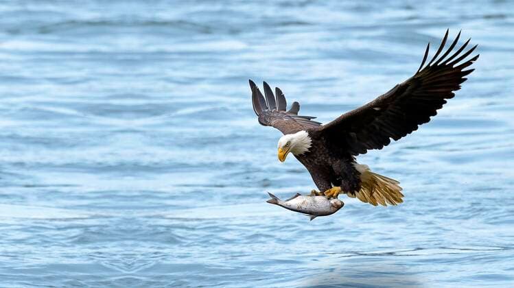  Adler fliegt mit einem Fisch in seinen Klauen auf dem Wasser, Adler fängt Fisch Kalifornien, Vereinigte Staaten *** Eagle flying on the water with a fish in its claws, eagle catching fish California, United States Copyright: imageBROKER/IsaixHernandez ibxiih07232626.jpg