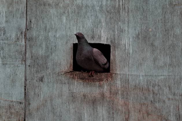 Weekend Lockdown In Jammu And Kashmir A Pigeon looks from a cardboard during COVID-19 Coronavirus weekend Lockdown on a cold winter day in Sopore, District Baramulla, Jammu and Kashmir, India on 22 January 2022. Sopore India  Copyright: xNasirxKachroox originalFilename: kachroo-notitle220122_np4X2.jpg
