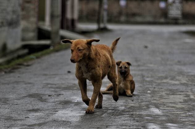 Weekend Lockdown In Jammu And Kashmir A Dog runs during COVID-19 Coronavirus weekend Lockdown on a cold winter day in Sopore, District Baramulla, Jammu and Kashmir, India on 22 January 2022. Sopore India  Copyright: xNasirxKachroox originalFilename: kachroo-notitle220122_npFZi.jpg