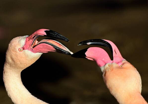 Creative Highlights World A greater flamingos (Phoenicopterus roseus), pictured on January 22, 2022, at the Prague Zoo, Czech Republic. (CTKxPhoto RomanxVondrous) CTKPhotoP2022012205358  vnd 2
