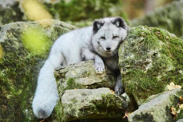 Creative Highlights World Polarfuchs (Vulpes lagopus) auf einem Felsen, Bayern, Deutschland, Europa *** Arctic fox Vulpes lagopus on a rock, Bavaria, Germany, Europe Copyright: imageBROKER/Davidx&xMichaxSheldon ibxshe07221785.jpg