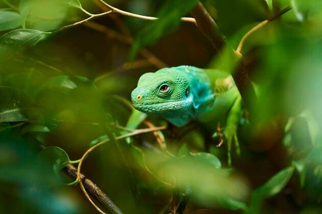Creative Highlights World Zentralfidschianischer Bindenleguan (Brachylophus bulabula) im Strauch, captive, Bayern, Deutschland, Europa *** Central Fijian banded iguana Brachylophus bulabula in shrub, captive, Bavaria, Germany, Europe Copyright: imageBROKER/Davidx&xMichaxSheldon ibxshe07222158.jpg