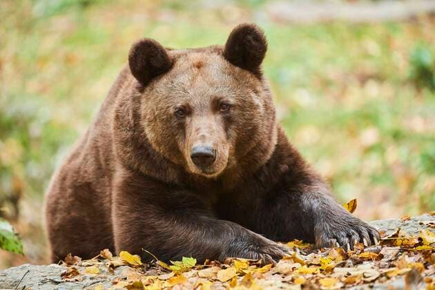  Braunbär (Ursus arctos), auf einem Felsen liegend, Bayern, Deutschland, Europa *** Brown bear Ursus arctos , lying on a rock, Bavaria, Germany, Europe Copyright: imageBROKER/Davidx&xMichaxSheldon ibxshe07222341.jpg