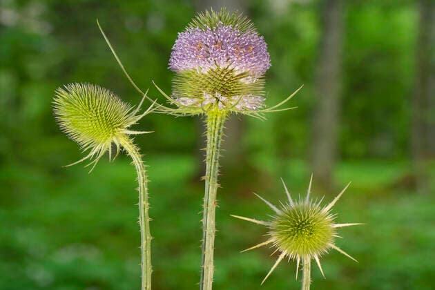 Wilde Karde, Karde (Dipsacus fullonum, Dipsacus sylvestris), bluehend, Deutschland, Bayern Wild teasel, Fuller s teasel, Common teasel, Common teazle (Dipsacus fullonum, Dipsacus sylvestris), blooming, Germany, Bavaria BLWS660042 *** Wild cardoon, Cardoon Dipsacus fullonum, Dipsacus sylvestris , blooming, Germany, Bavaria Wild teasel, Fuller s teasel, Common teasel, Common teazle Dipsacus fullonum, Dipsacus sylvestris , blooming, Germany, Bavaria BLWS660042 Copyright: xblickwinkel S.xDerderx