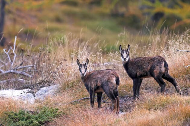 Gaemse, Gemse, Gamswild (Rupicapra rupicapra), zwei Gamskitze stehen auf einer Bergwiese, Italien, Gran Paradiso Nationalpark, Valsavarenche chamois (Rupicapra rupicapra), two young chamoises standing in a mountain meadow, Italy, Gran Paradiso National Park, Valsavarenche BLWS660746 *** chamois, chamois, chamois Rupicapra rupicapra , two young chamois standing in a mountain meadow, Italy, Gran Paradiso National Park, Valsavarenche BLWS660746 Copyright: xblickwinkel M.xWoikex