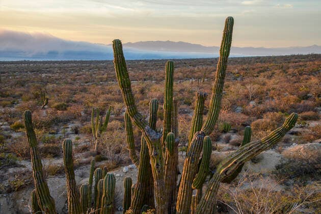 North America, Mexico, Baja California Sur, El Sargento,Rancho Sur El Sargento 