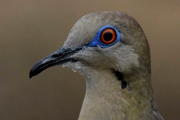 Mexico; Baja California Sur; El Sargento; Rancho Sur,White-winged Dove, Zenalda asiatica mernsi 